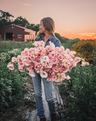 Lisianthus 'Corelli™ III Light Pink' Pelleted Seed