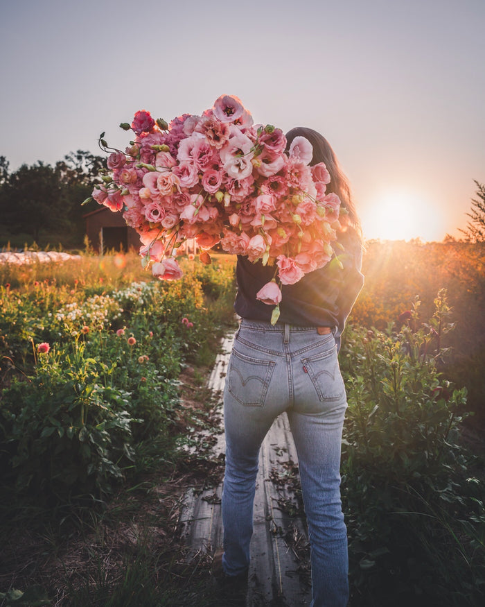 Lisianthus 'Arena III Apricot' Pelleted Seed