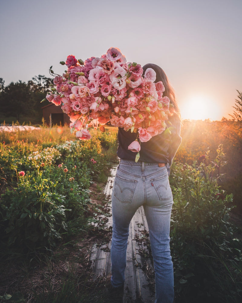 Lisianthus 'Arena III Apricot' Pelleted Seed