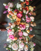 Peony 'Coral Charm' (3-5 eye)