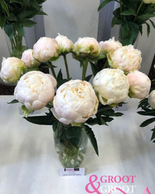 Peony 'Moon Over Barrington' (3-5 eye)