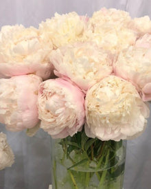 Peony 'Moon Over Barrington' (3-5 eye)