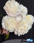 Peony 'Moon Over Barrington' (3-5 eye)