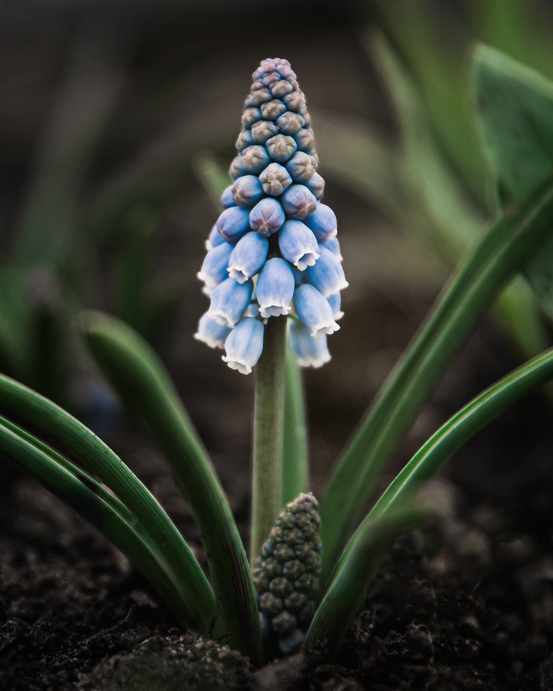 Muscari 'Valerie Finnis'