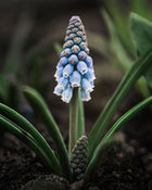 Muscari 'Valerie Finnis'