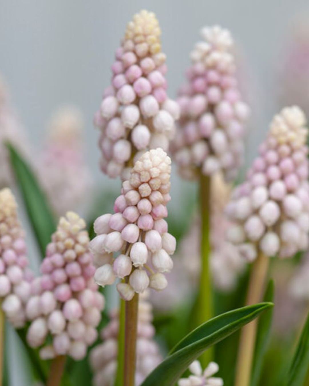 Muscari 'Pink Sunrise'