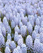 Muscari 'Valerie Finnis'