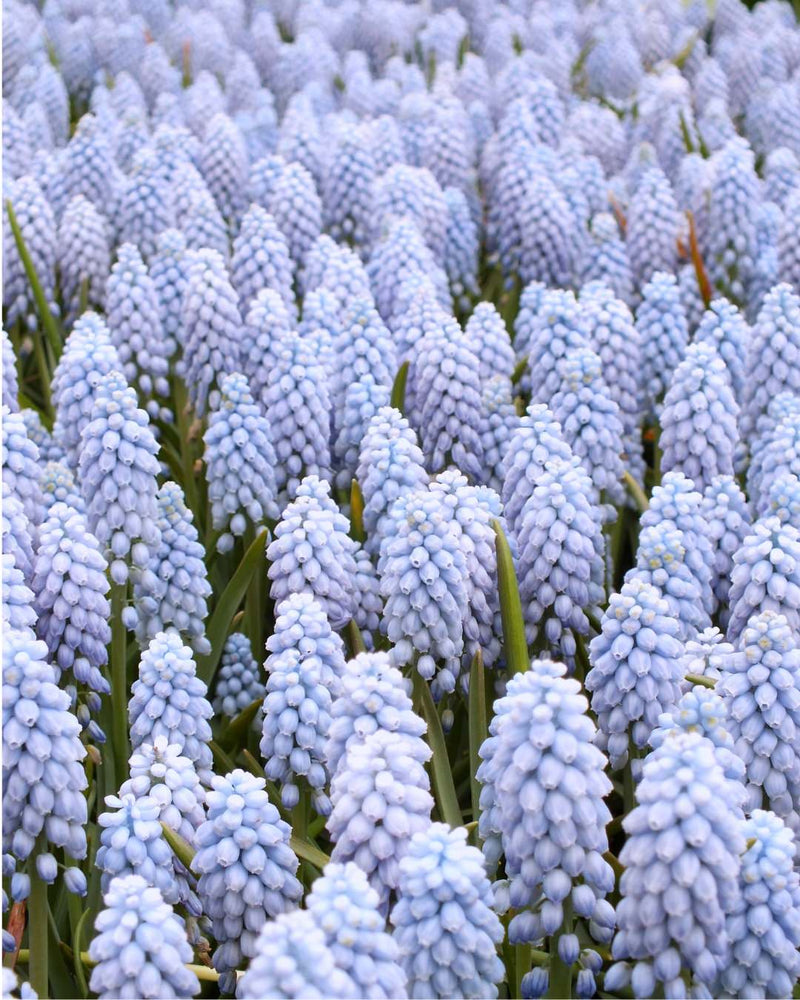Muscari 'Valerie Finnis'