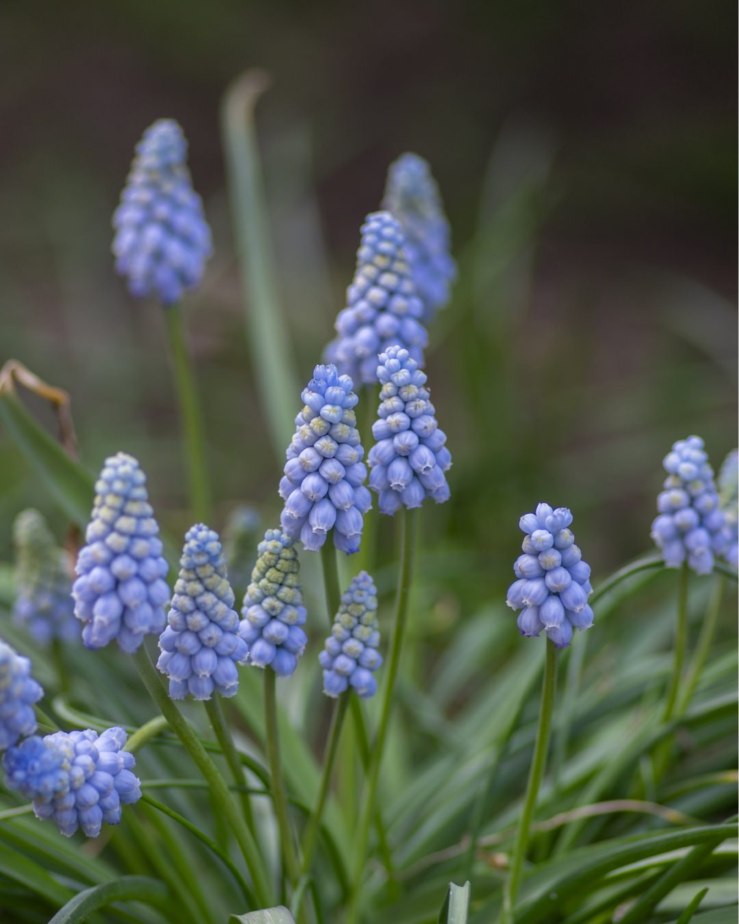 Muscari 'Valerie Finnis'