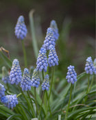 Muscari 'Valerie Finnis'