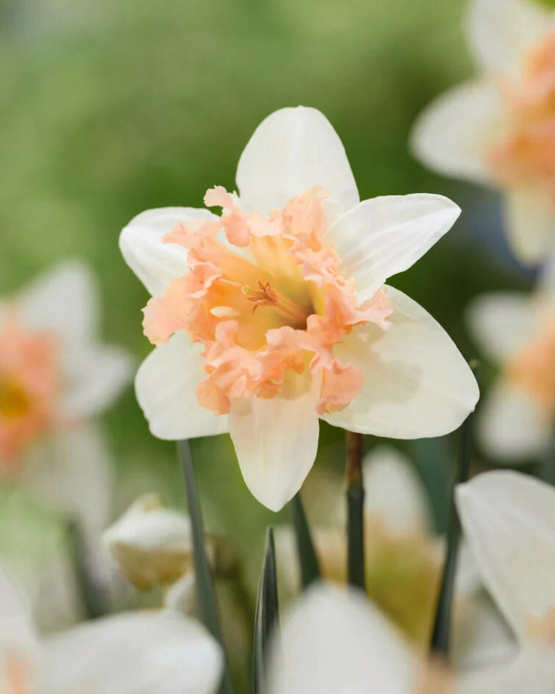 Narcissus 'Palmares'
