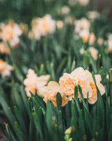 Narcissus 'Art Design'