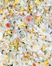 Narcissus 'Delnashaugh'
