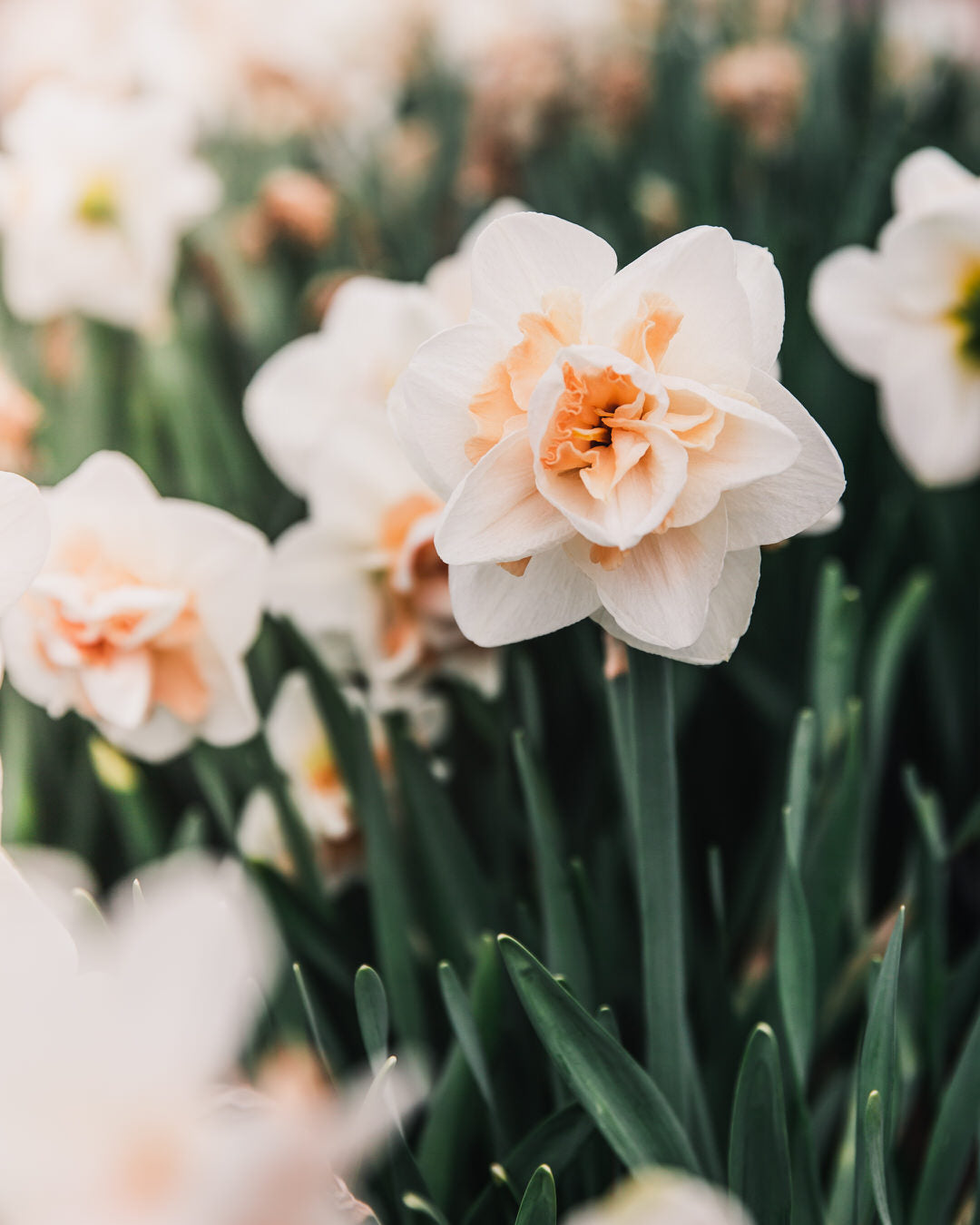 Narcissus 'Delnashaugh'