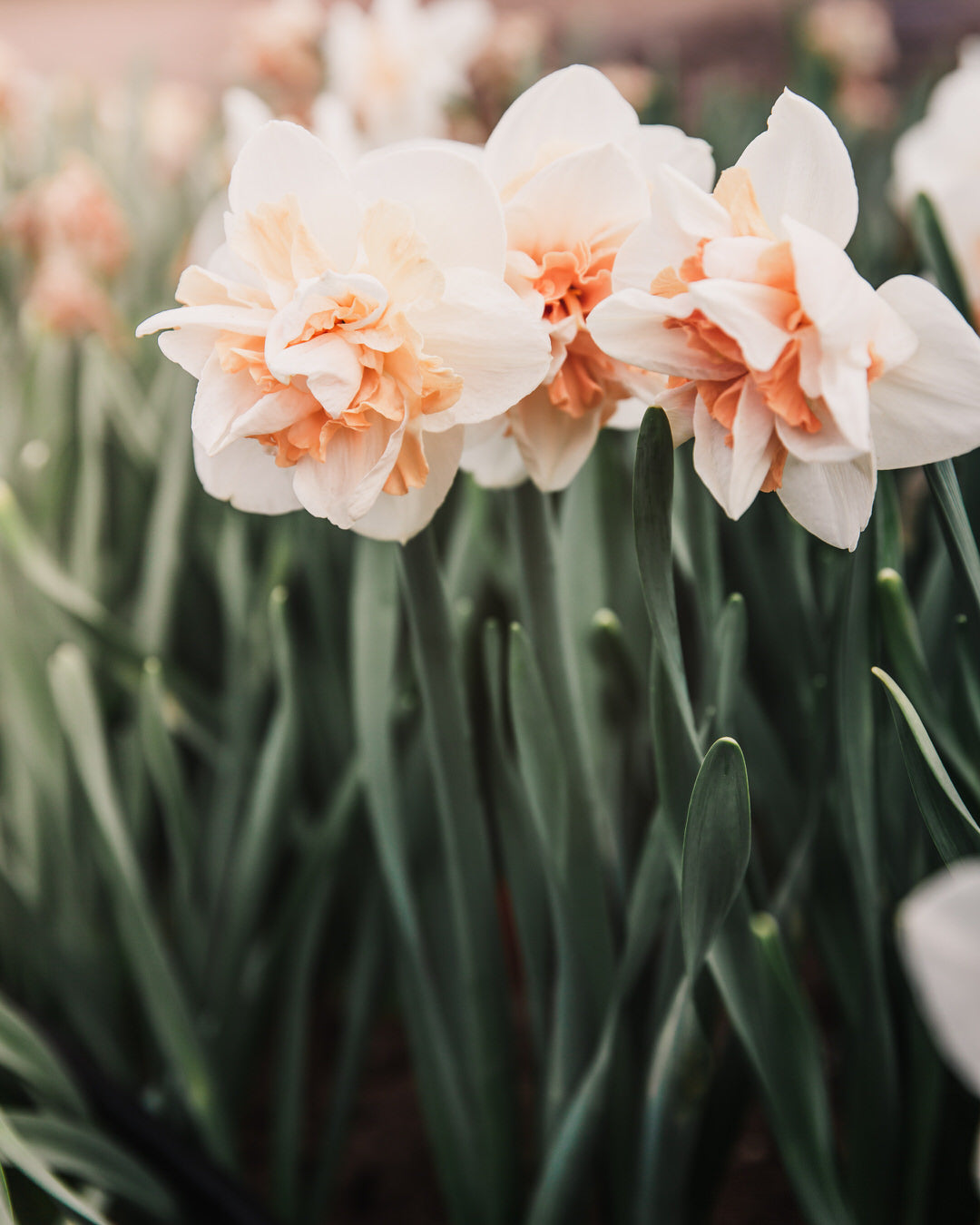 Narcissus 'Delnashaugh'