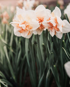 Narcissus 'Delnashaugh'