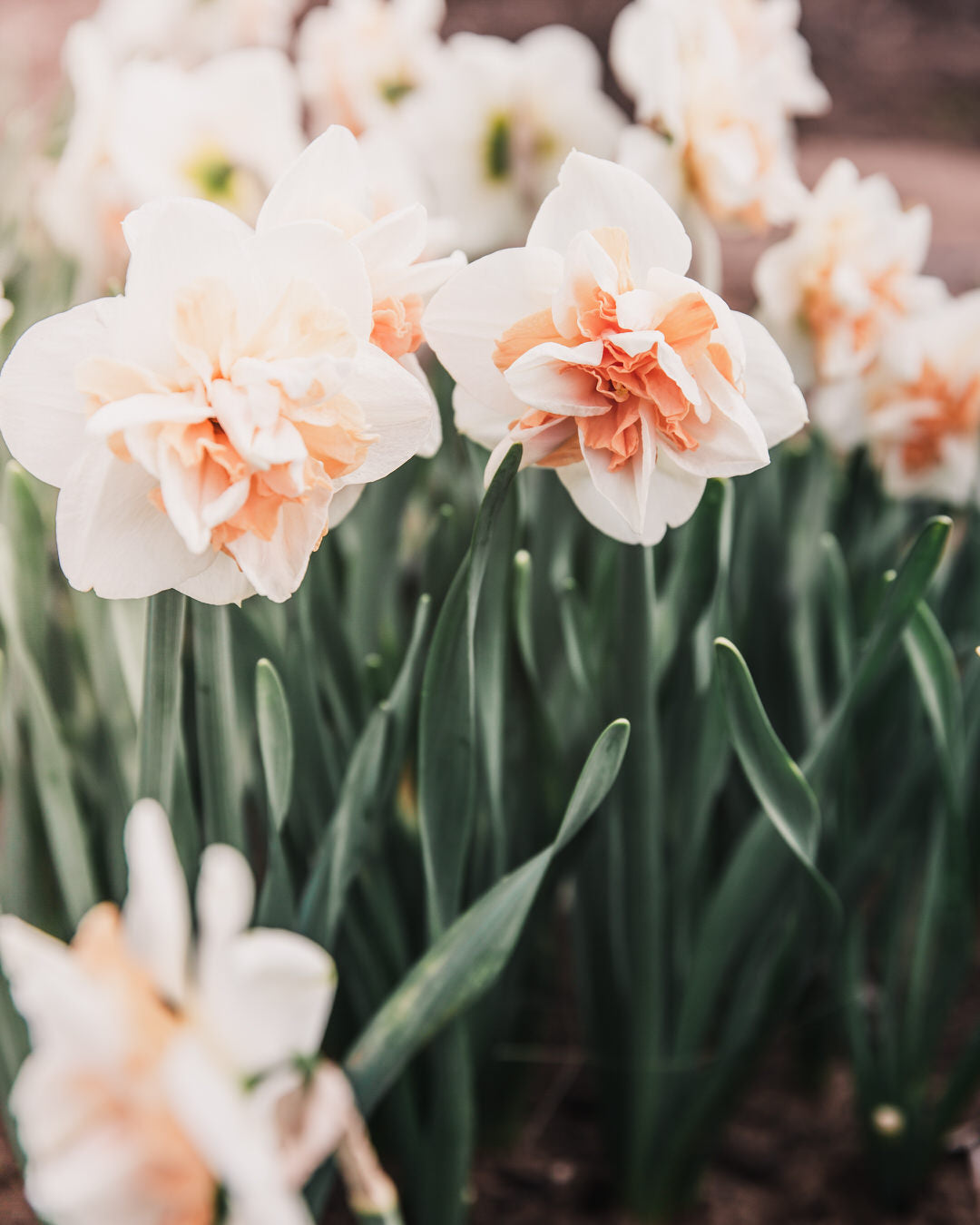 Narcissus 'Delnashaugh'