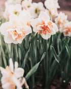 Narcissus 'Delnashaugh'