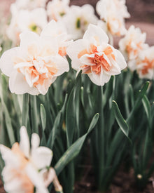 Narcissus 'Delnashaugh'