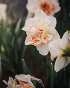 Narcissus 'Delnashaugh'