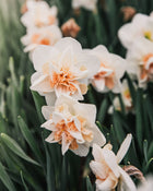Narcissus 'Delnashaugh'