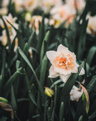 Narcissus 'Delnashaugh'