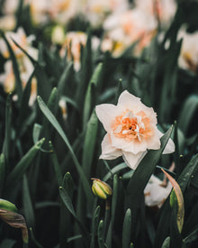 Narcissus 'Delnashaugh'