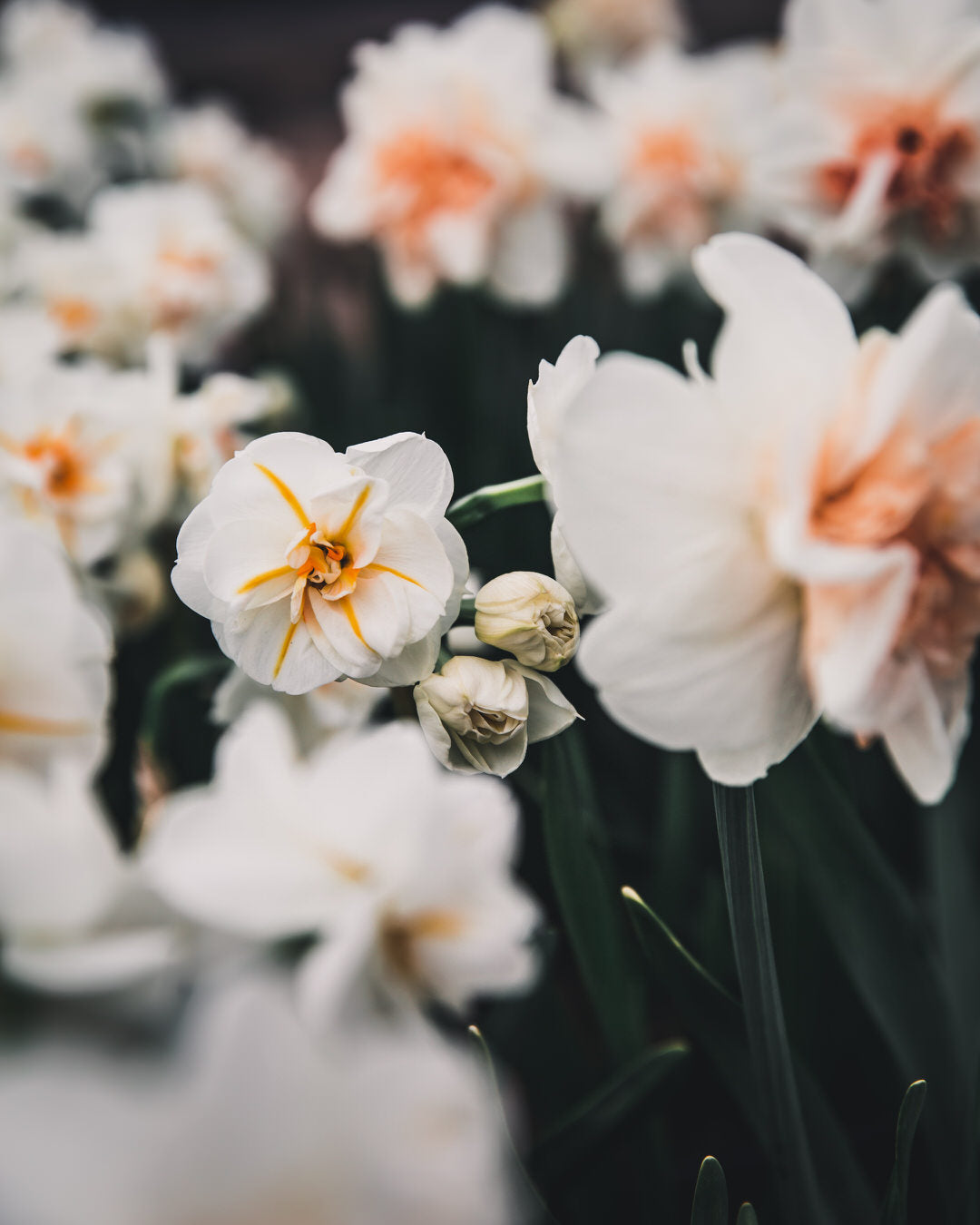Narcissus 'Sir Winston Churchill'