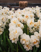 Narcissus 'Sir Winston Churchill'