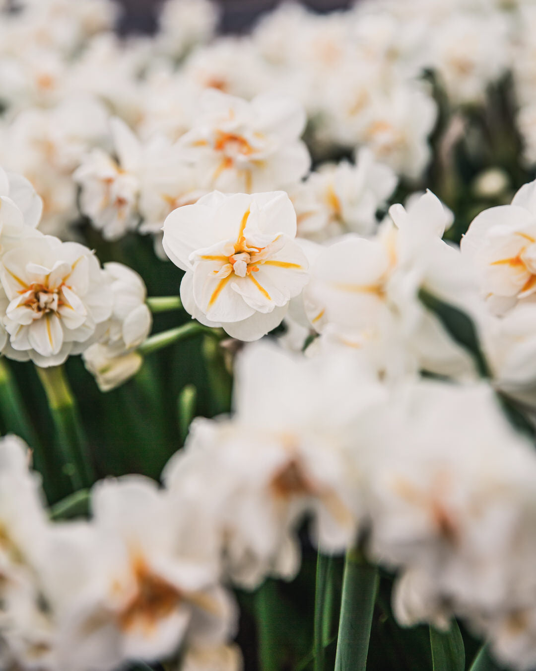 Narcissus 'Sir Winston Churchill'
