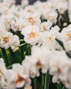Narcissus 'Sir Winston Churchill'