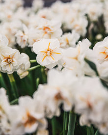 Narcissus 'Sir Winston Churchill'