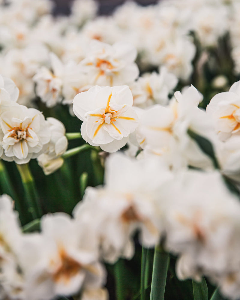 Narcissus 'Sir Winston Churchill'