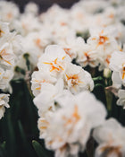Narcissus 'Sir Winston Churchill'