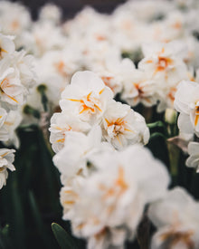 Narcissus 'Sir Winston Churchill'