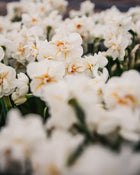 Narcissus 'Sir Winston Churchill'