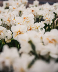 Narcissus 'Sir Winston Churchill'