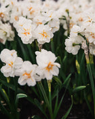 Narcissus 'Sir Winston Churchill'