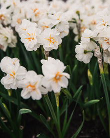 Narcissus 'Sir Winston Churchill'