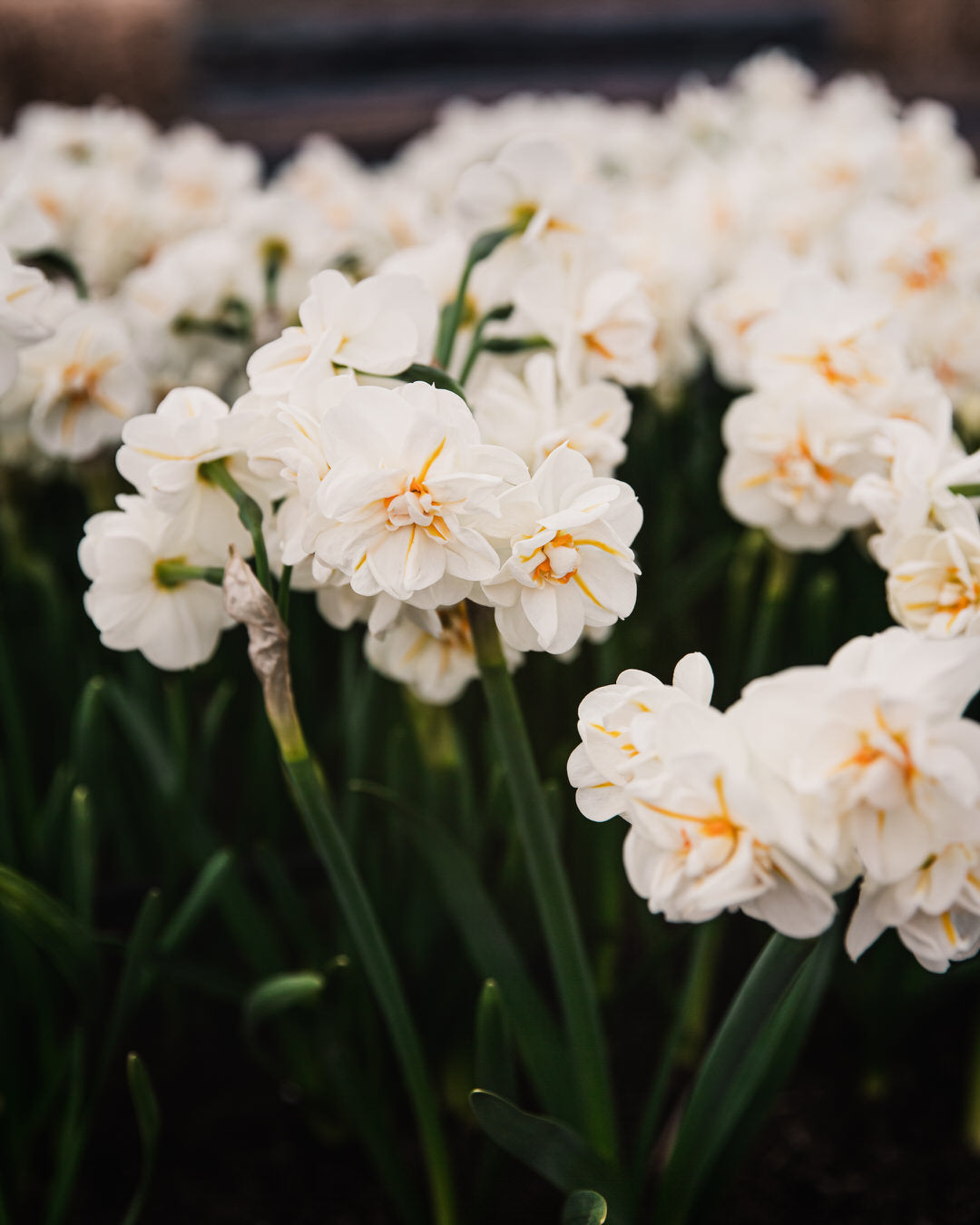 Narcissus 'Sir Winston Churchill'