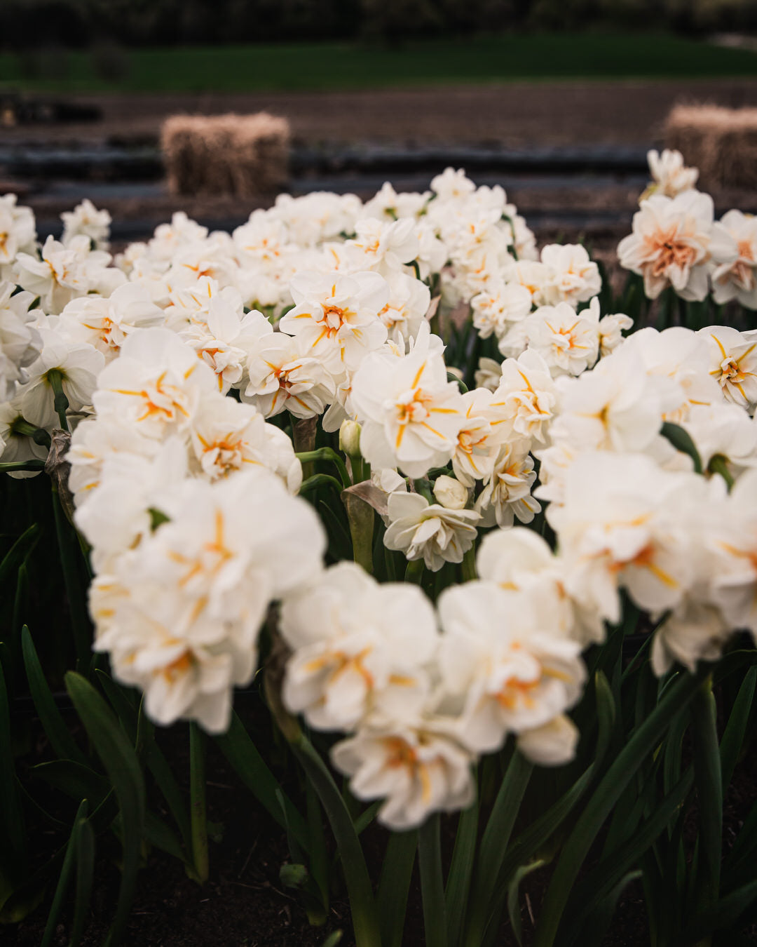 Narcissus 'Sir Winston Churchill'
