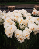 Narcissus 'Sir Winston Churchill'