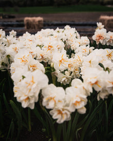 Narcissus 'Sir Winston Churchill'
