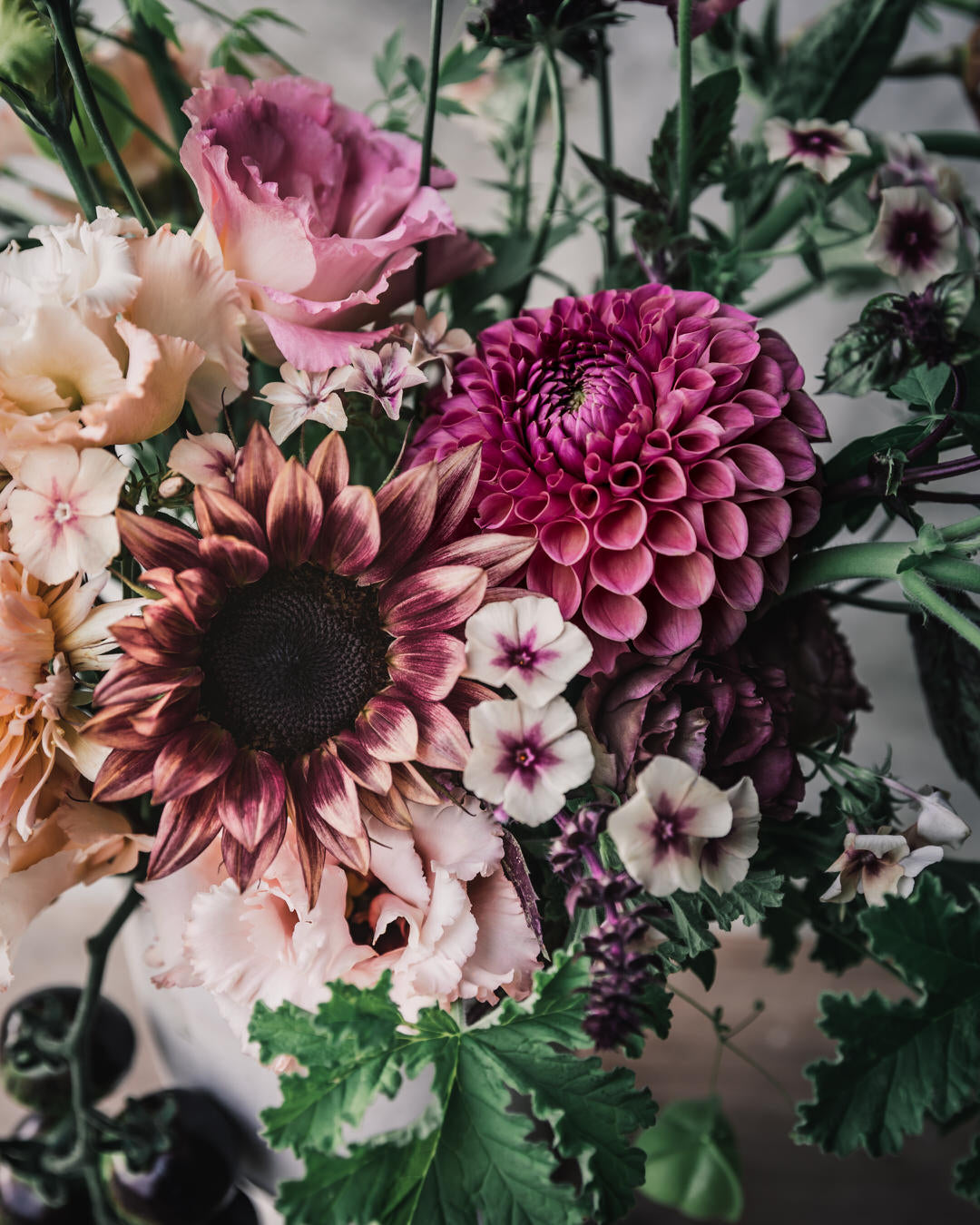 Sunflower 'ProCut® Plum'