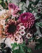 Sunflower 'ProCut® Plum'