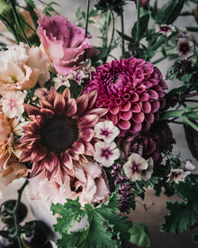 Sunflower 'ProCut® Plum'