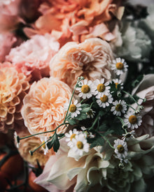 Feverfew 'Vegmo Single'