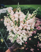 Snapdragon 'Avignon (Costa) Silver II'