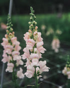 Snapdragon 'Avignon (Costa) Silver II'