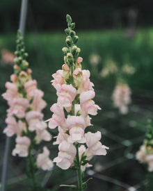 Snapdragon 'Avignon (Costa) Silver II'